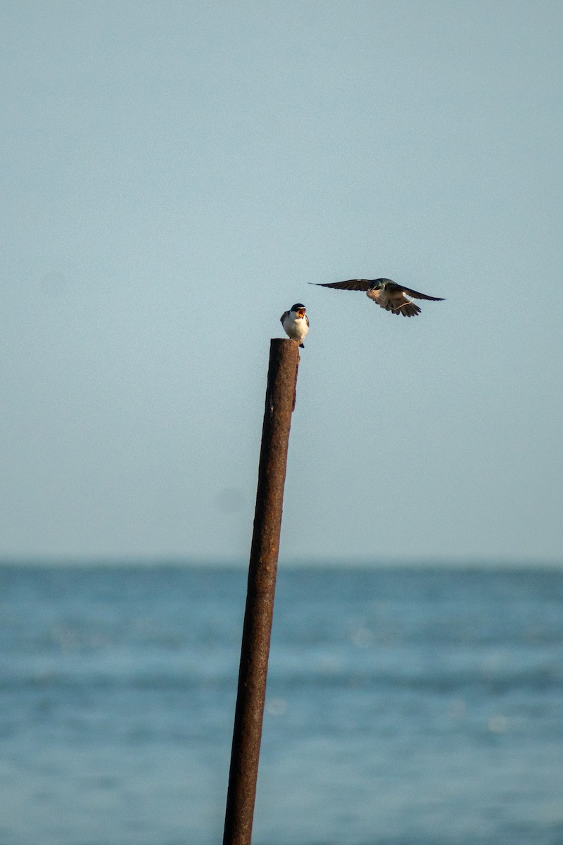 White-rumped Swallow - ML625078228