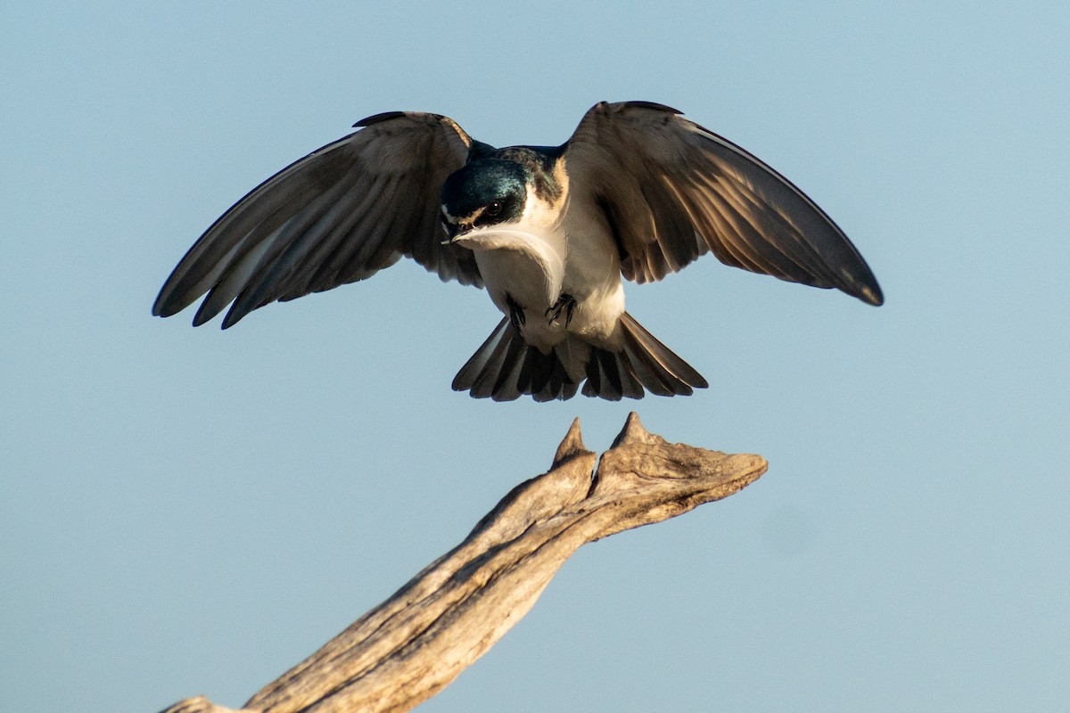 Golondrina Cejiblanca - ML625078246