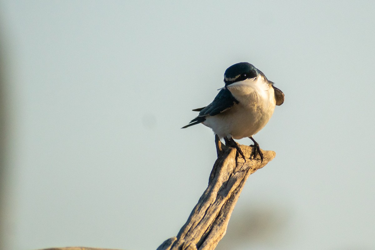 Golondrina Cejiblanca - ML625078247