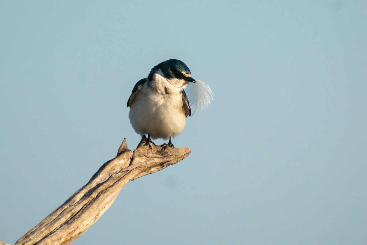 White-rumped Swallow - ML625078250