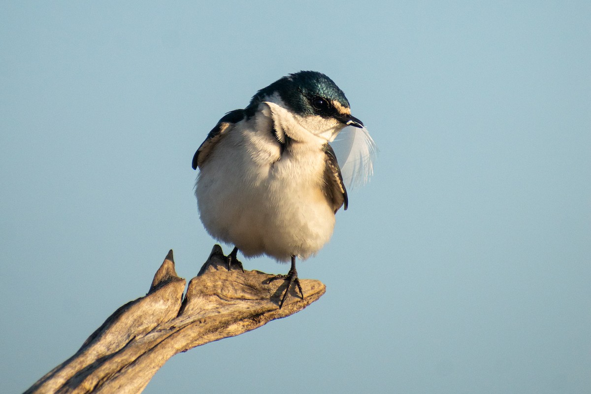 Golondrina Cejiblanca - ML625078251