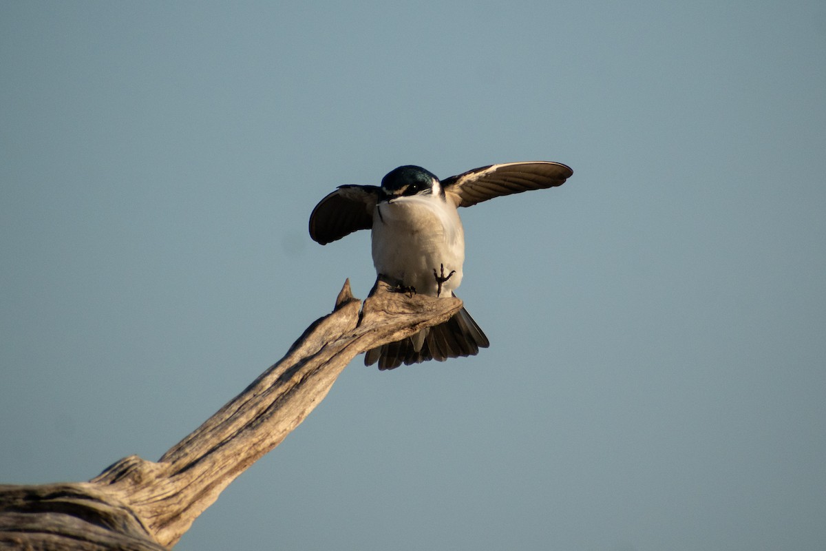 Golondrina Cejiblanca - ML625078252