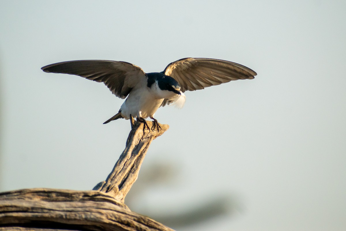 White-rumped Swallow - ML625078253