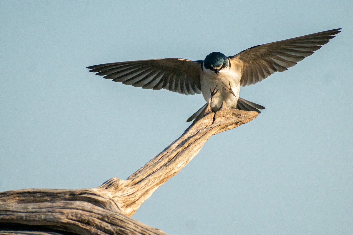 White-rumped Swallow - ML625078254