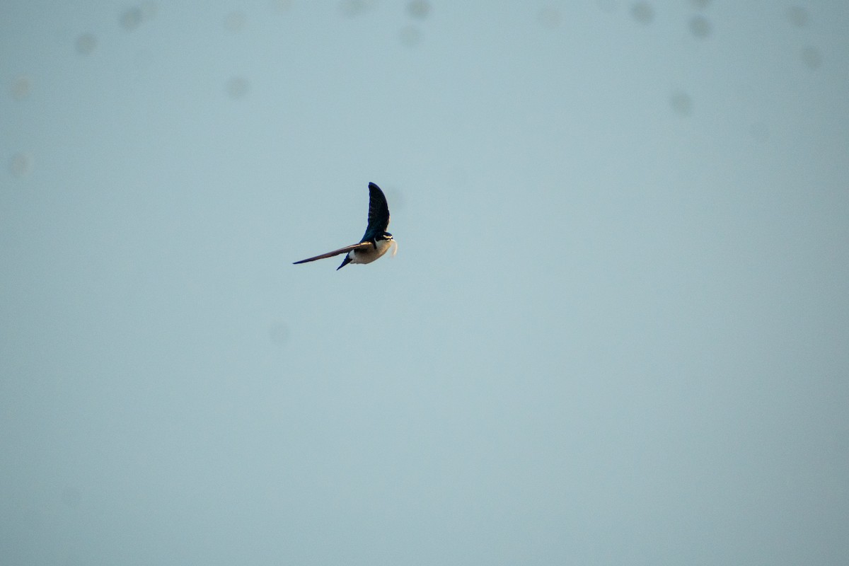 White-rumped Swallow - ML625078255