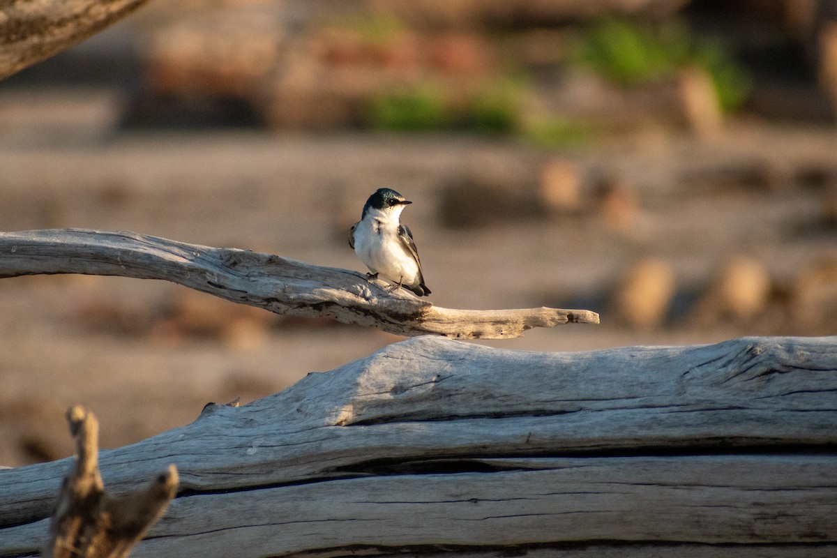 Golondrina Cejiblanca - ML625078256