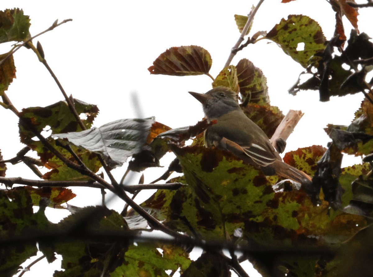 Great Crested Flycatcher - ML625078281