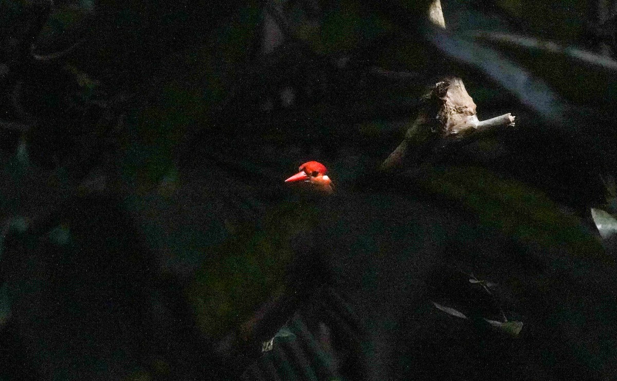 Black-backed Dwarf-Kingfisher - ML625078372