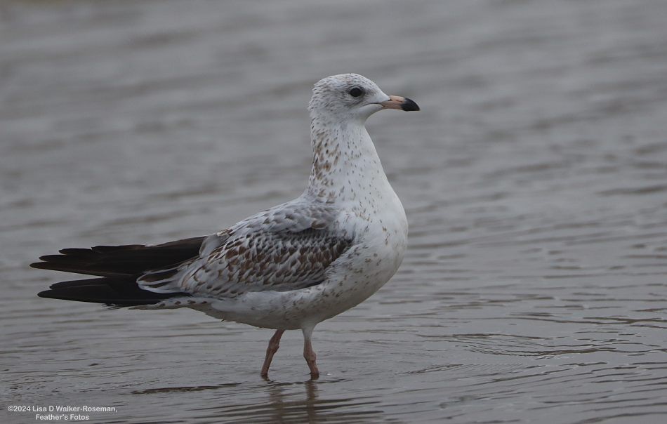 Ring-billed Gull - ML625078548