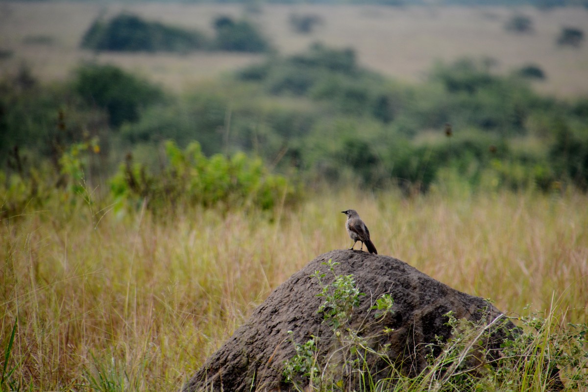 Black-lored Babbler - ML625078583