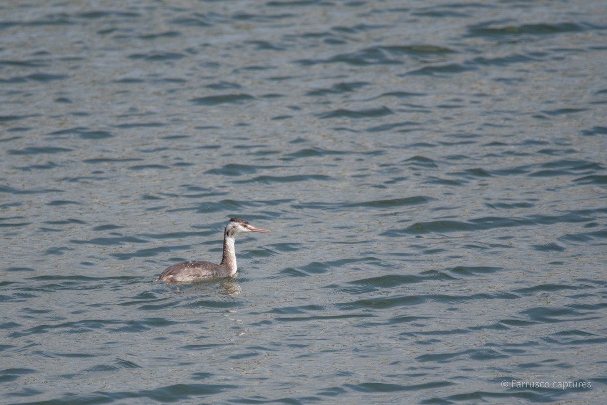 Great Crested Grebe - ML625078675