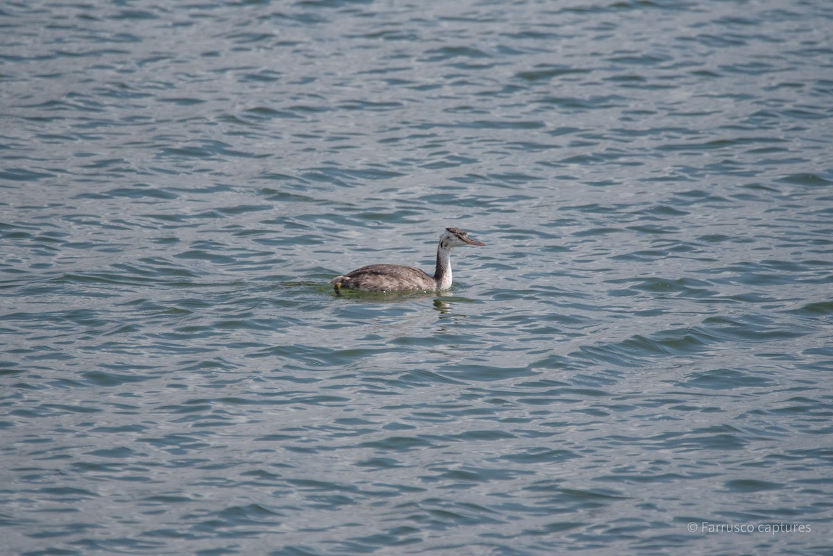 Great Crested Grebe - ML625078676