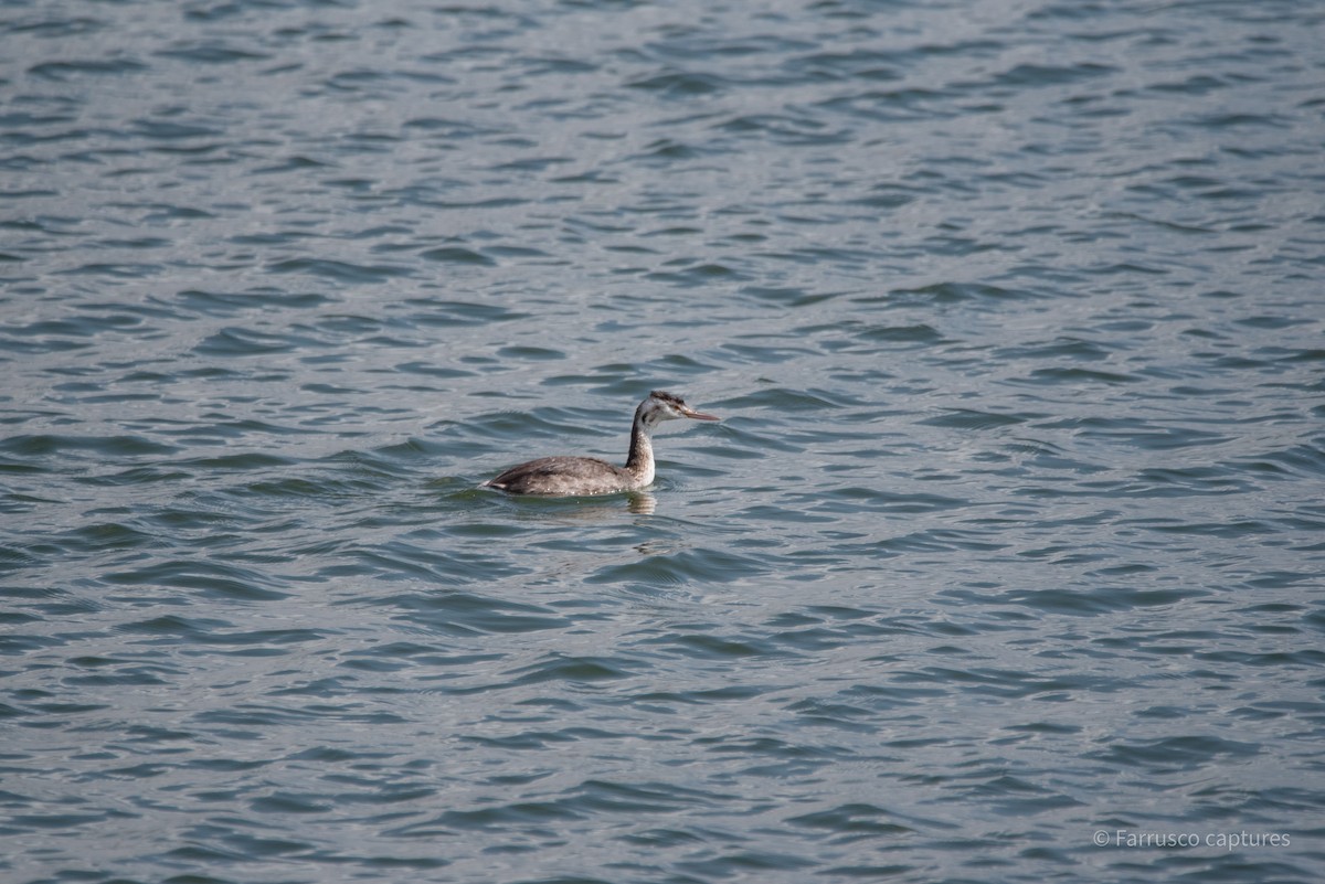Great Crested Grebe - ML625078677