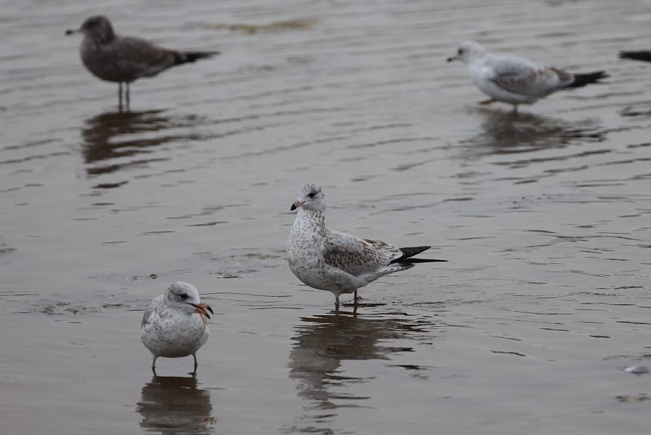 Ring-billed Gull - ML625078702