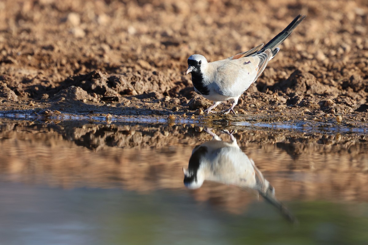 Namaqua Dove - ML625078756