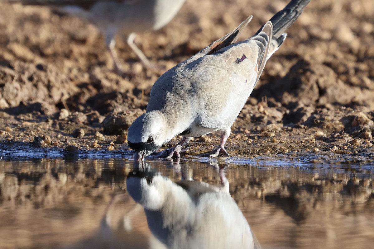 Namaqua Dove - ML625078758