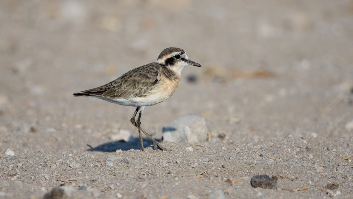 Kittlitz's Plover - ML625078789