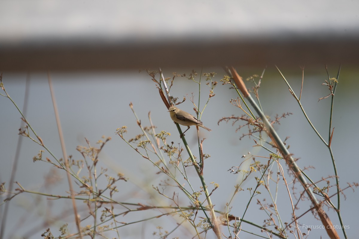 Willow Warbler - ML625078836
