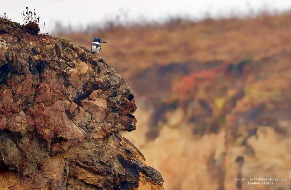 Belted Kingfisher - ML625078841