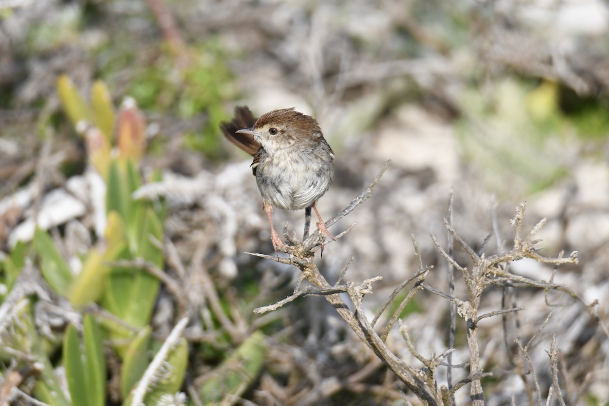 Gray-backed Cisticola - ML625079122