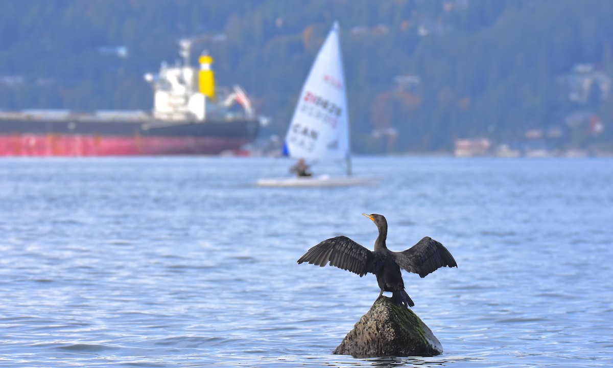 Double-crested Cormorant - Nick  Park