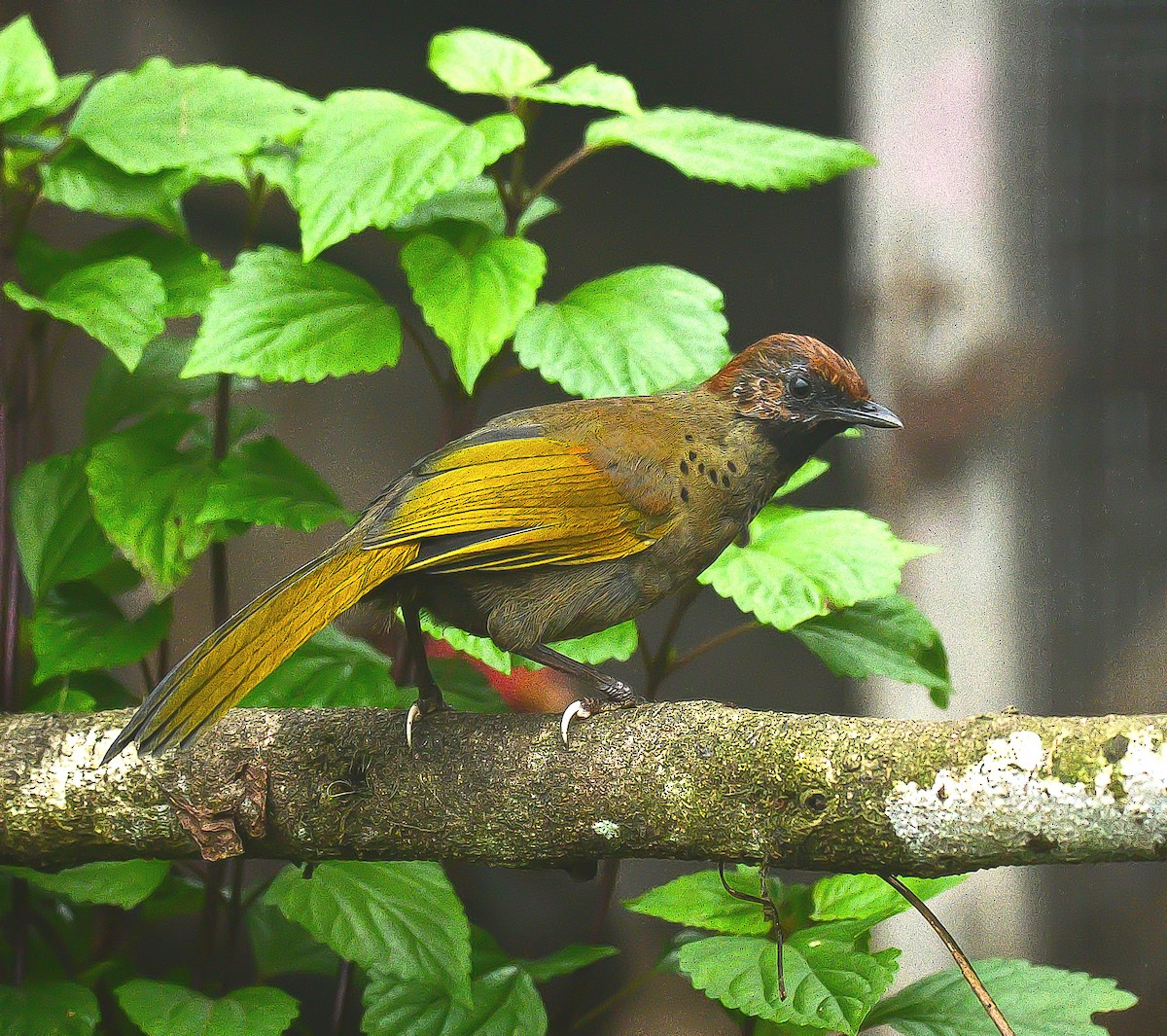 Chestnut-crowned Laughingthrush - ML625079201