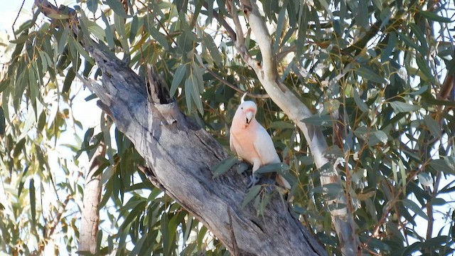 Pink Cockatoo - ML625079225