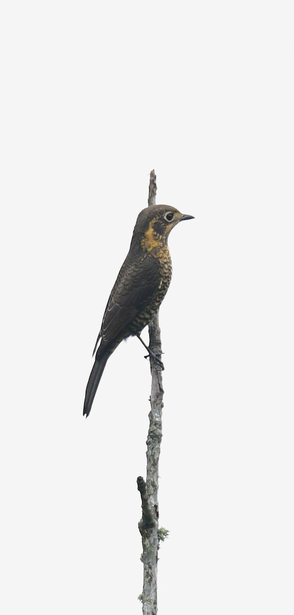 Chestnut-bellied Rock-Thrush - ML625079230