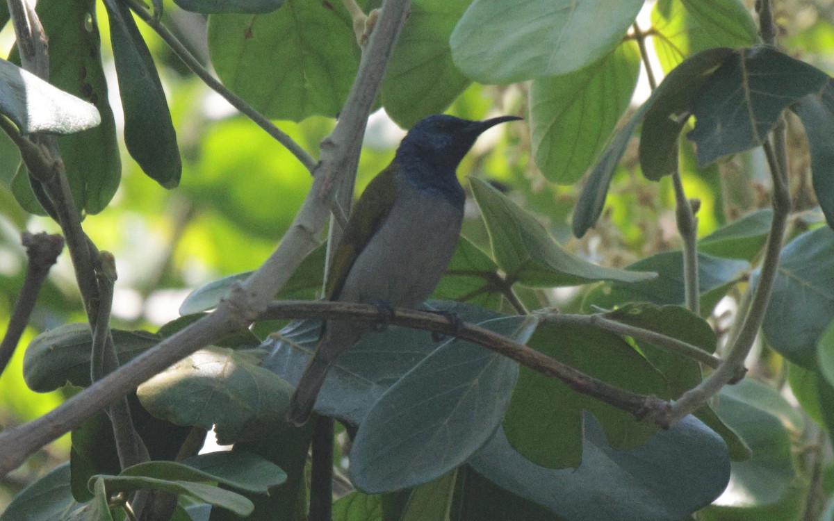 Bannerman's Sunbird - ML625079363