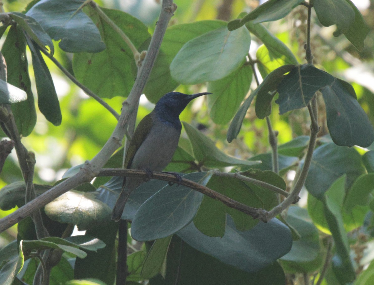 Bannerman's Sunbird - ML625079364