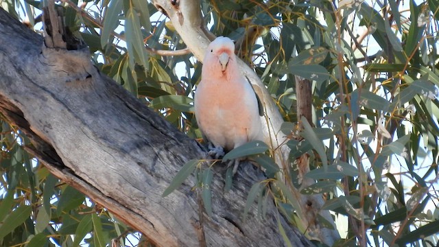 Pink Cockatoo - ML625079386