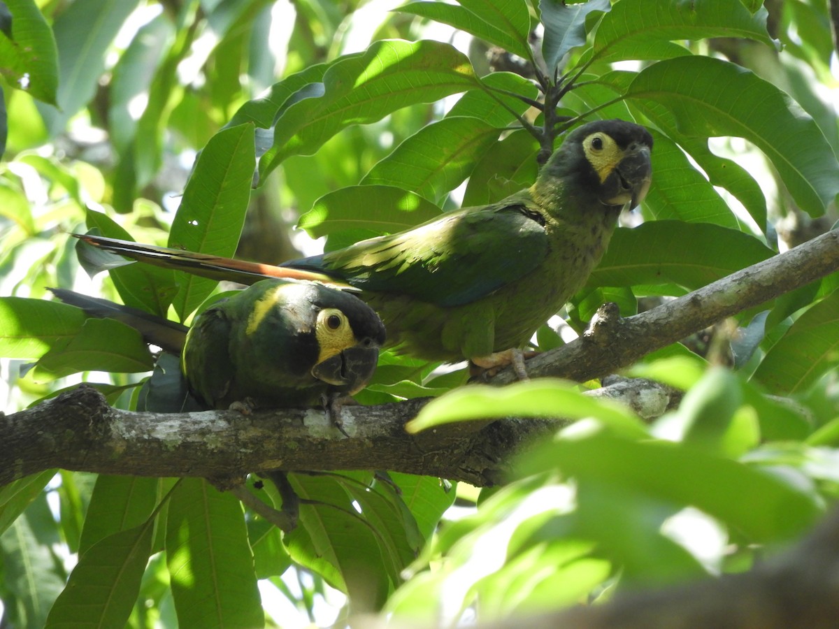 Yellow-collared Macaw - ML625079417