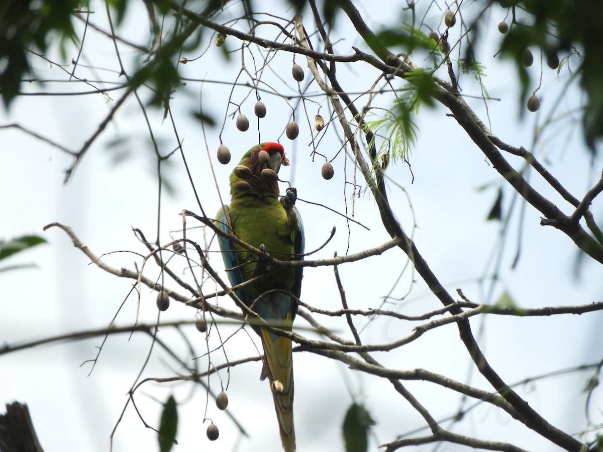 Military Macaw - ML625079424