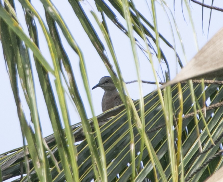 Sunda Collared-Dove - ML625079436