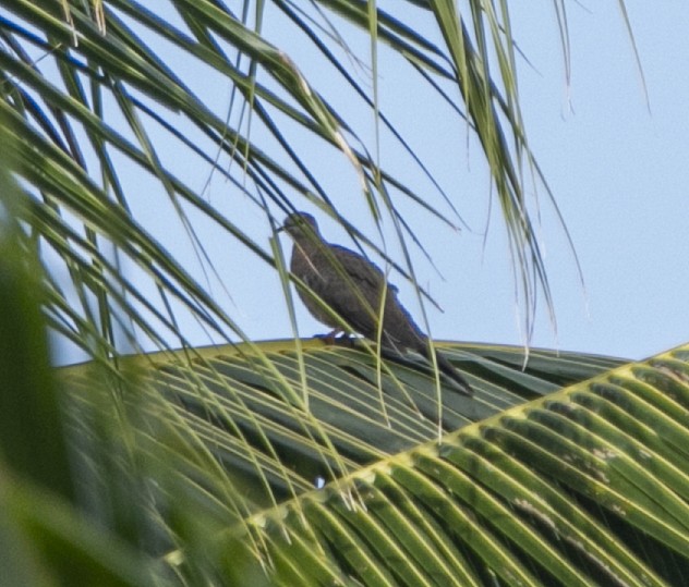 Sunda Collared-Dove - ML625079437