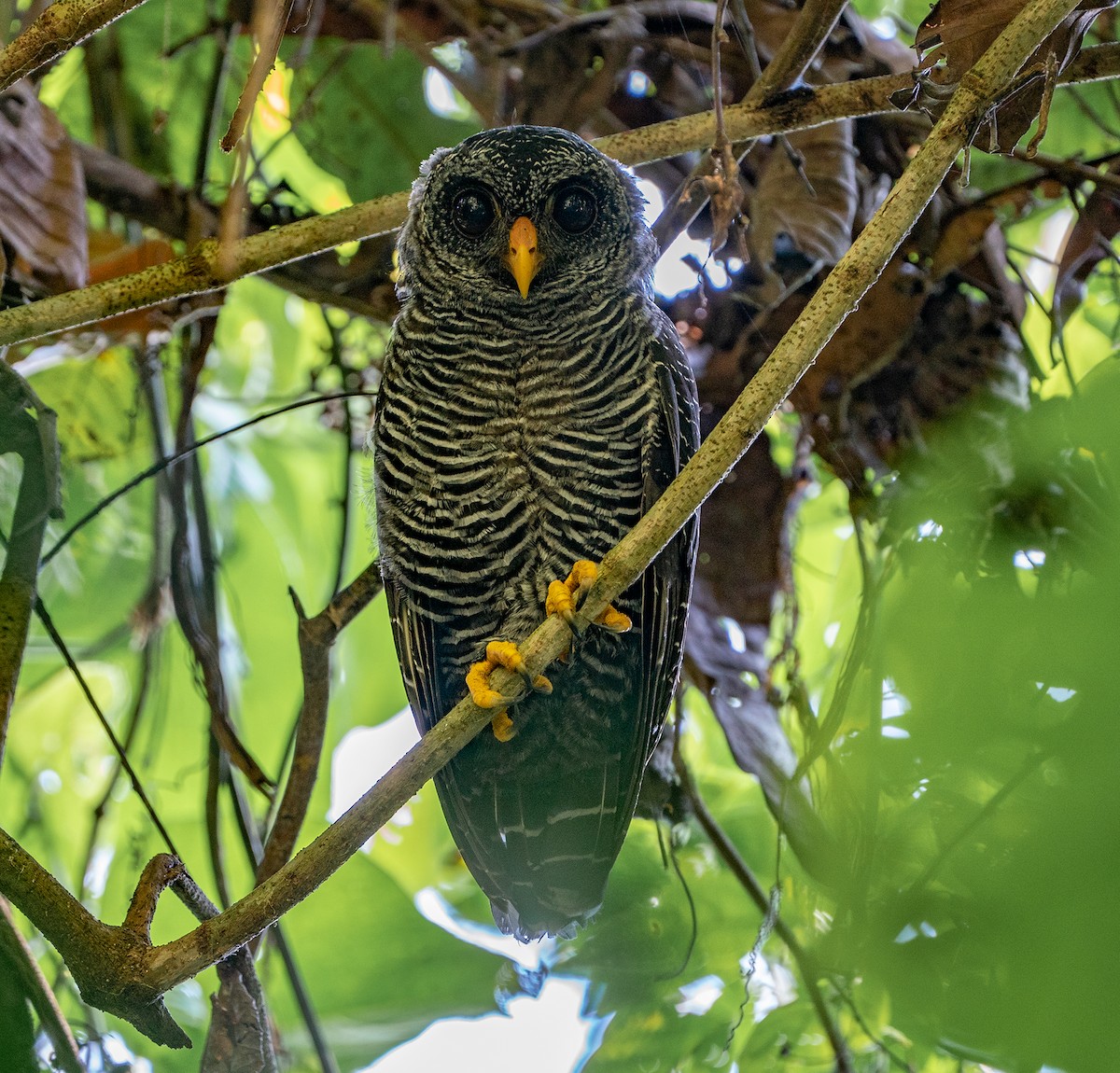 Black-banded Owl - ML625079467