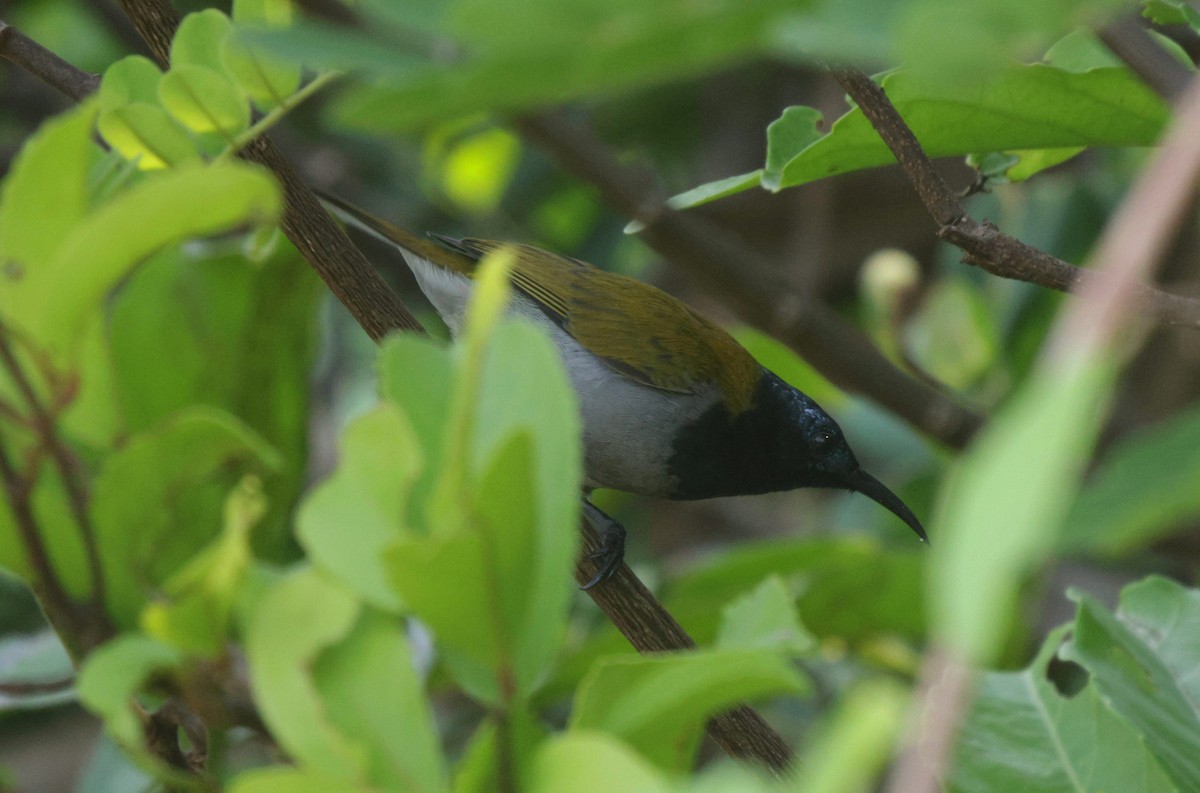 Bannerman's Sunbird - ML625079513