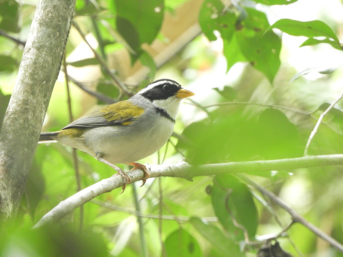 Moss-backed Sparrow - ML625079515