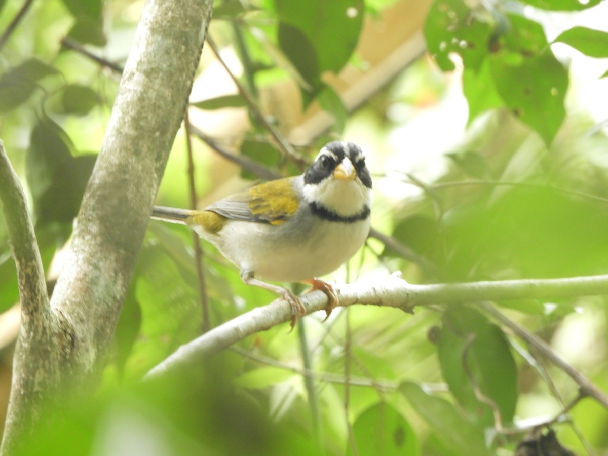Moss-backed Sparrow - ML625079516
