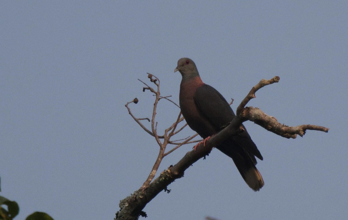 Western Bronze-naped Pigeon - ML625079522