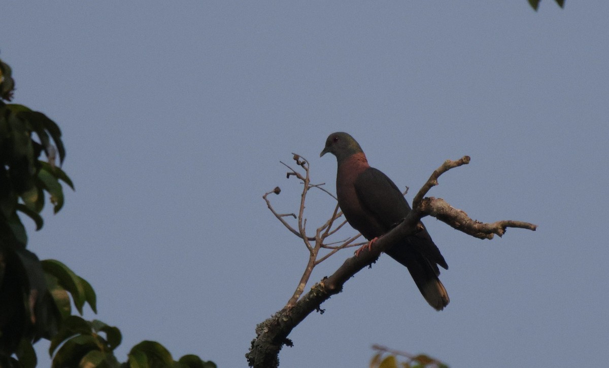 Western Bronze-naped Pigeon - ML625079523