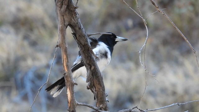 Pied Butcherbird - ML625079550