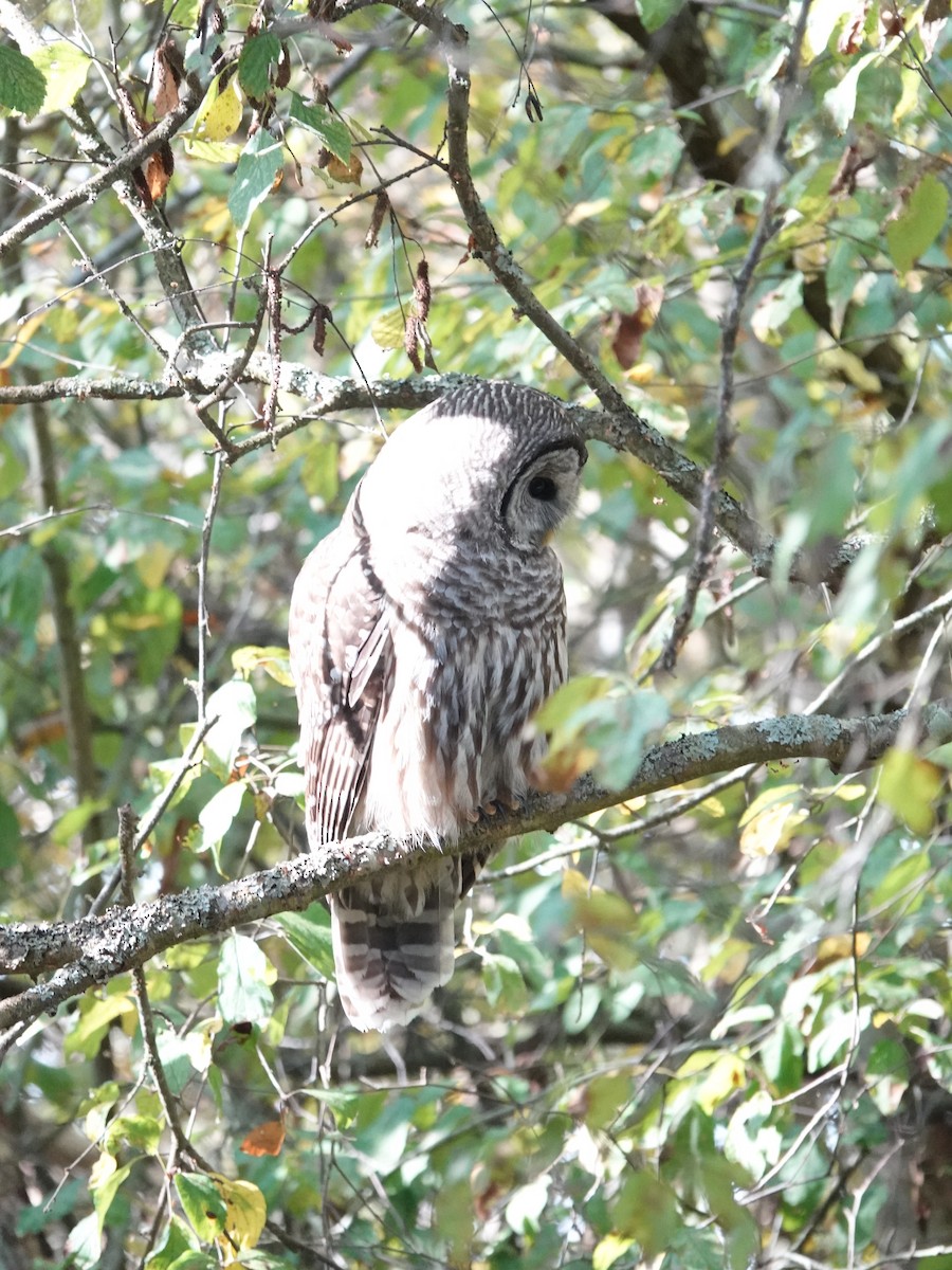 Barred Owl - ML625079551