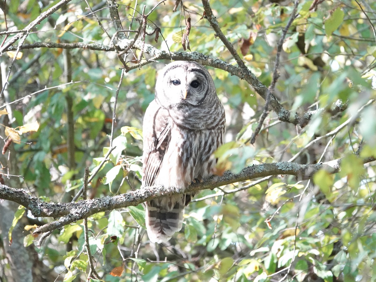 Barred Owl - ML625079553