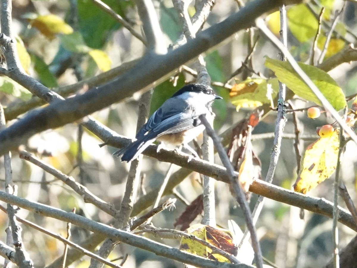 Black-capped Chickadee - ML625079560