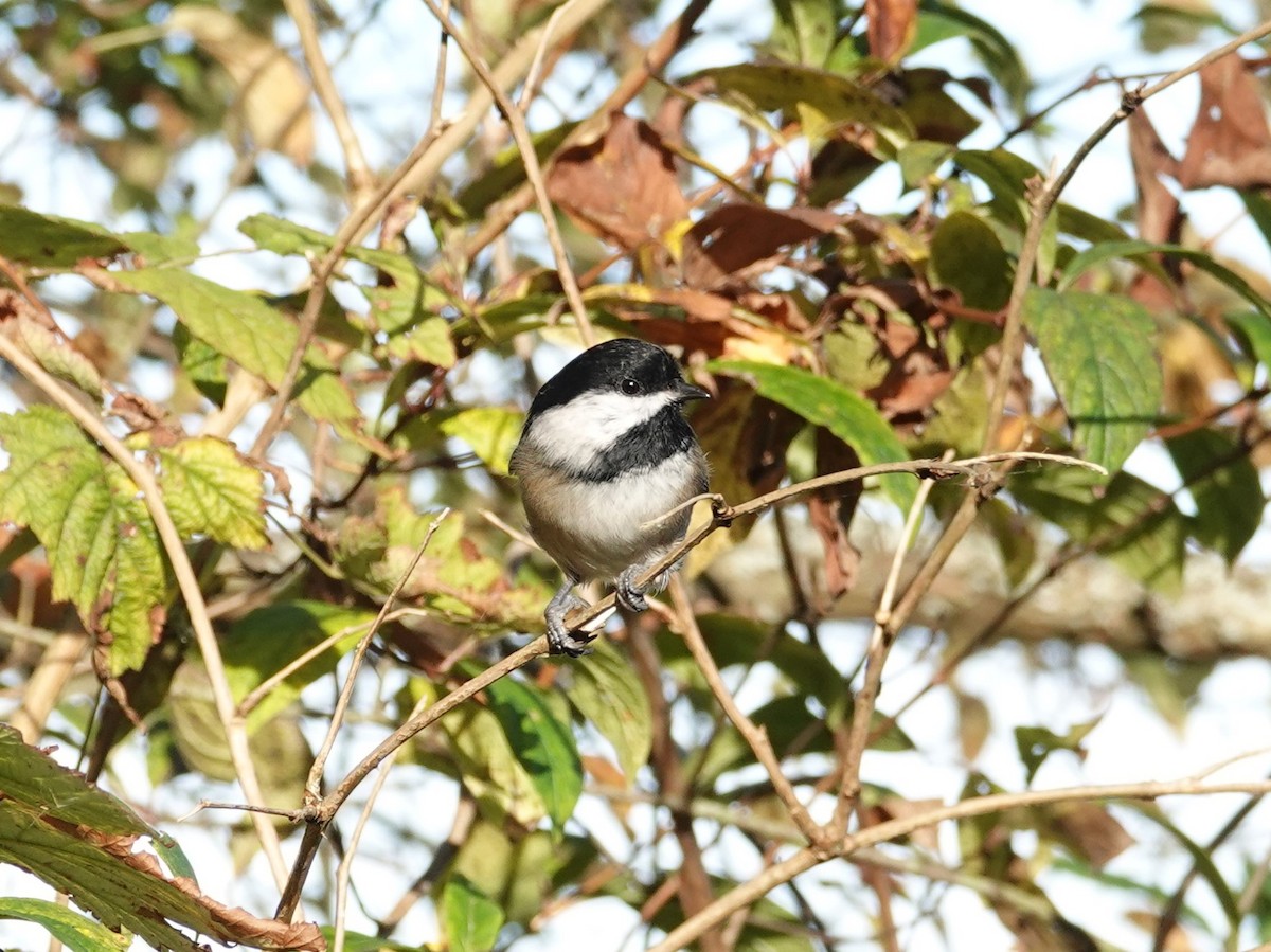 Black-capped Chickadee - ML625079561