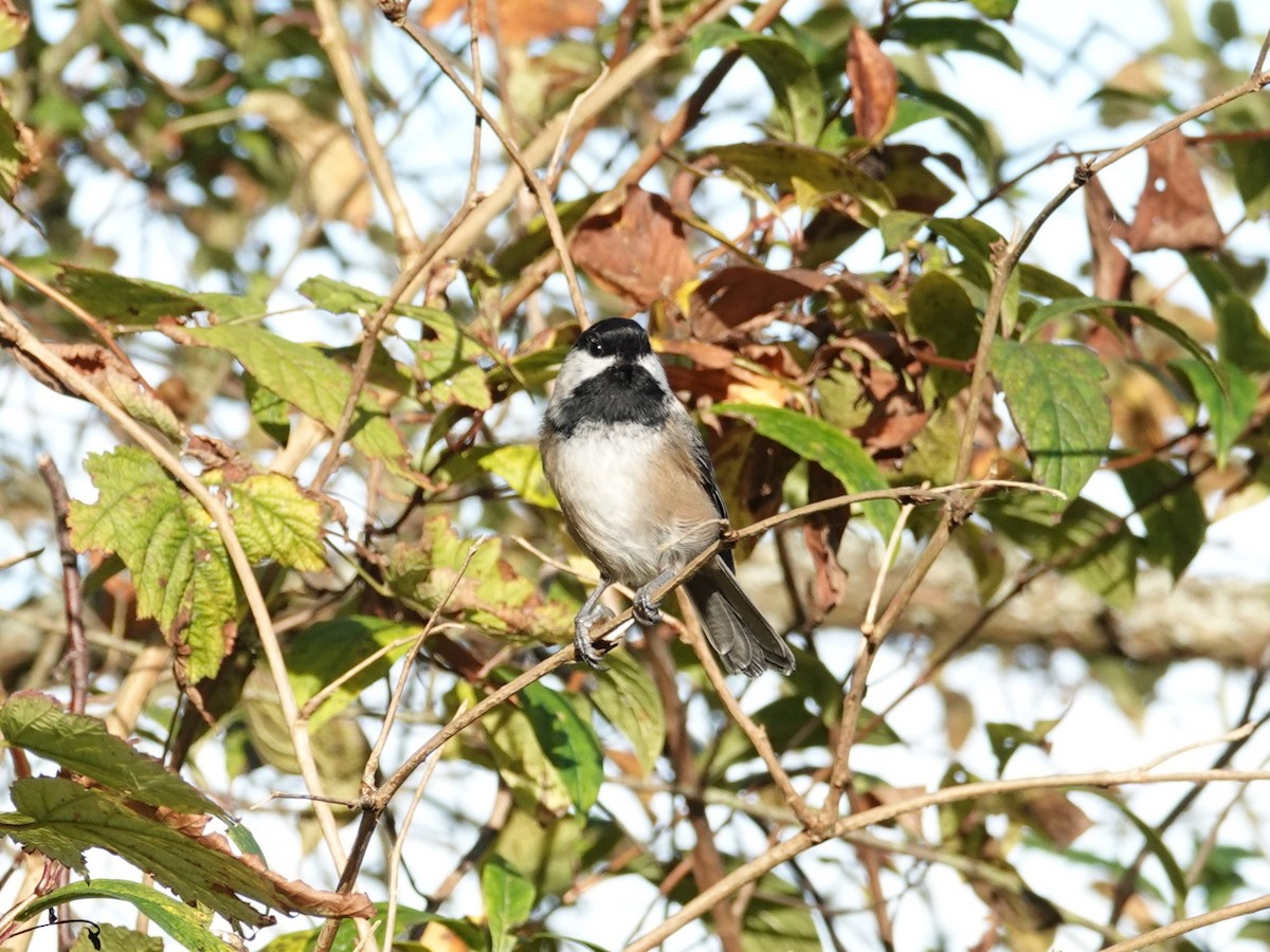 Black-capped Chickadee - ML625079562