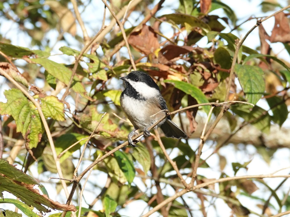 Black-capped Chickadee - ML625079563