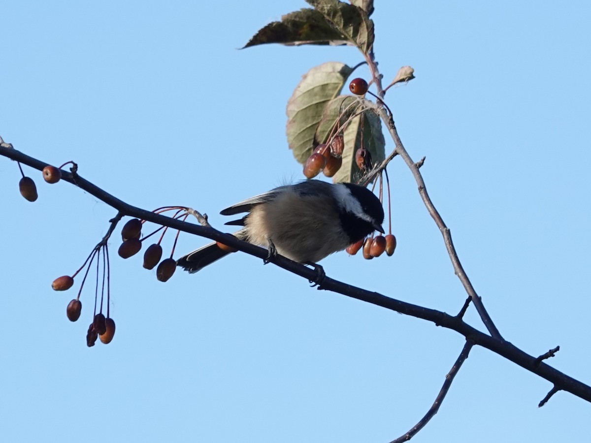 Black-capped Chickadee - ML625079564