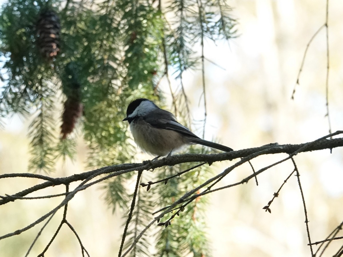 Black-capped Chickadee - ML625079565